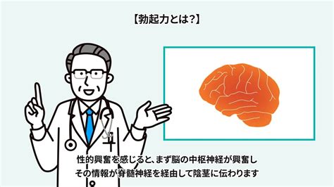 勃起力が低下する原因は？硬さや持続力を高める方法。